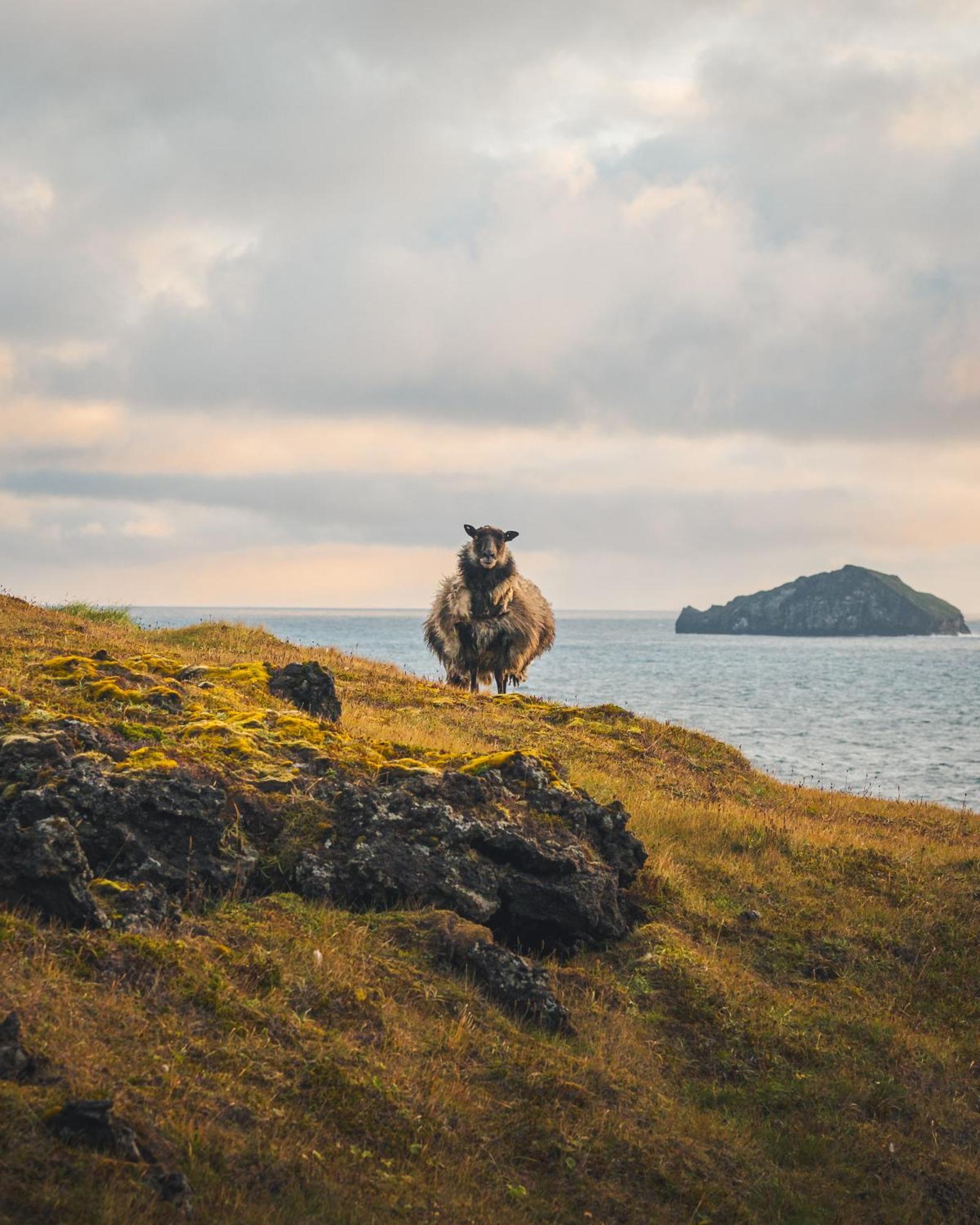 Westman Islands Inn Вестманнаэйяр Экстерьер фото